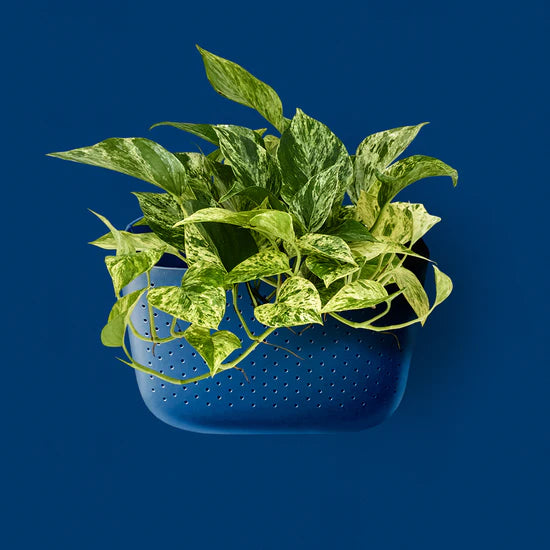 WallyGrow Eco Wall Planter - Indigo