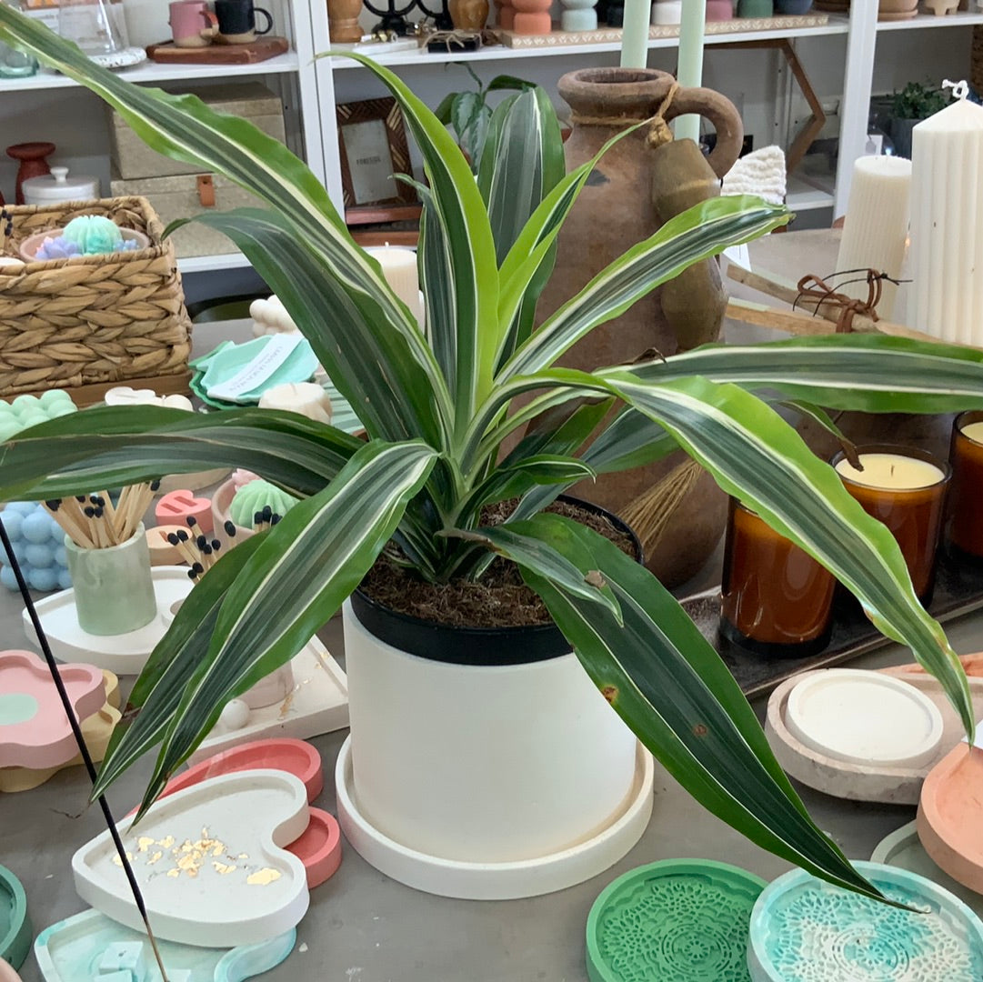 White round plant pot with plant displayed in it