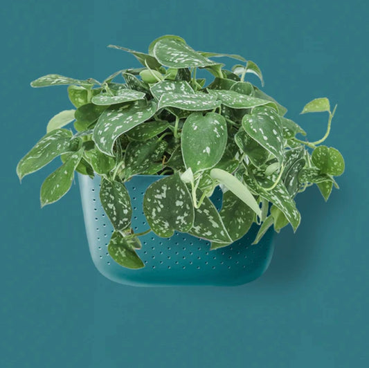 WallyGrow Eco Wall Planter - Teal