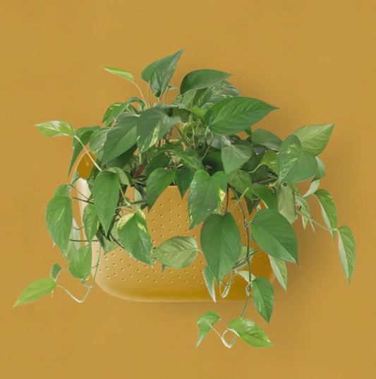 WallyGrow Eco Wall Planter - Mustard