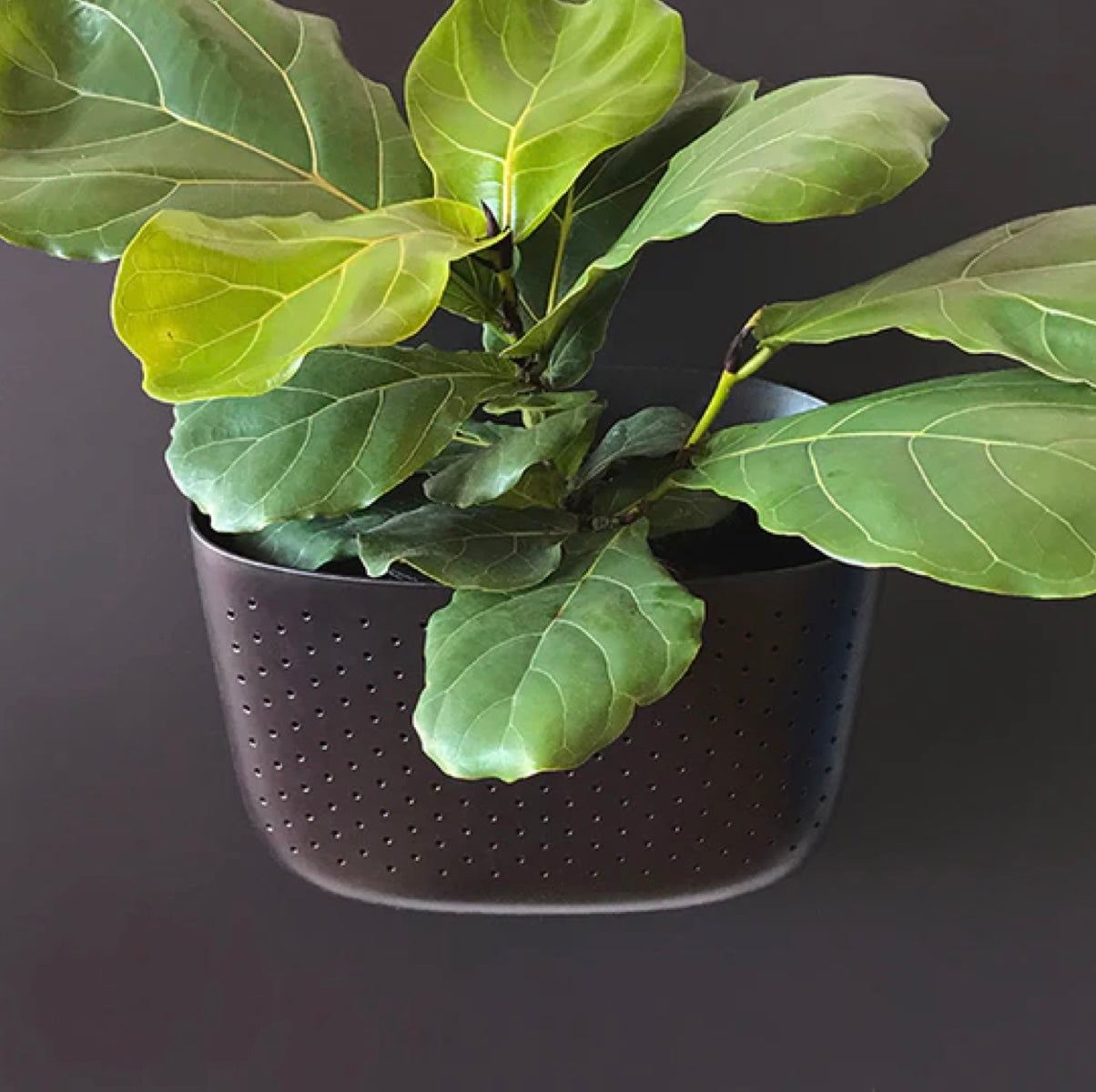 WallyGrow Eco Wall Planter - Espresso