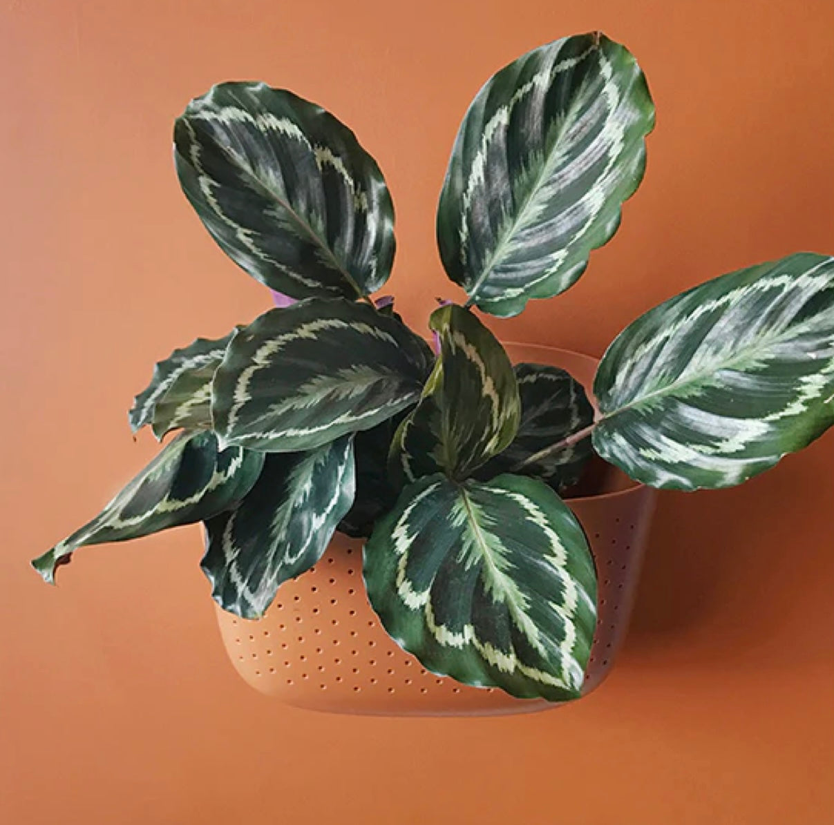 WallyGrow Eco Wall Planter - Terracotta